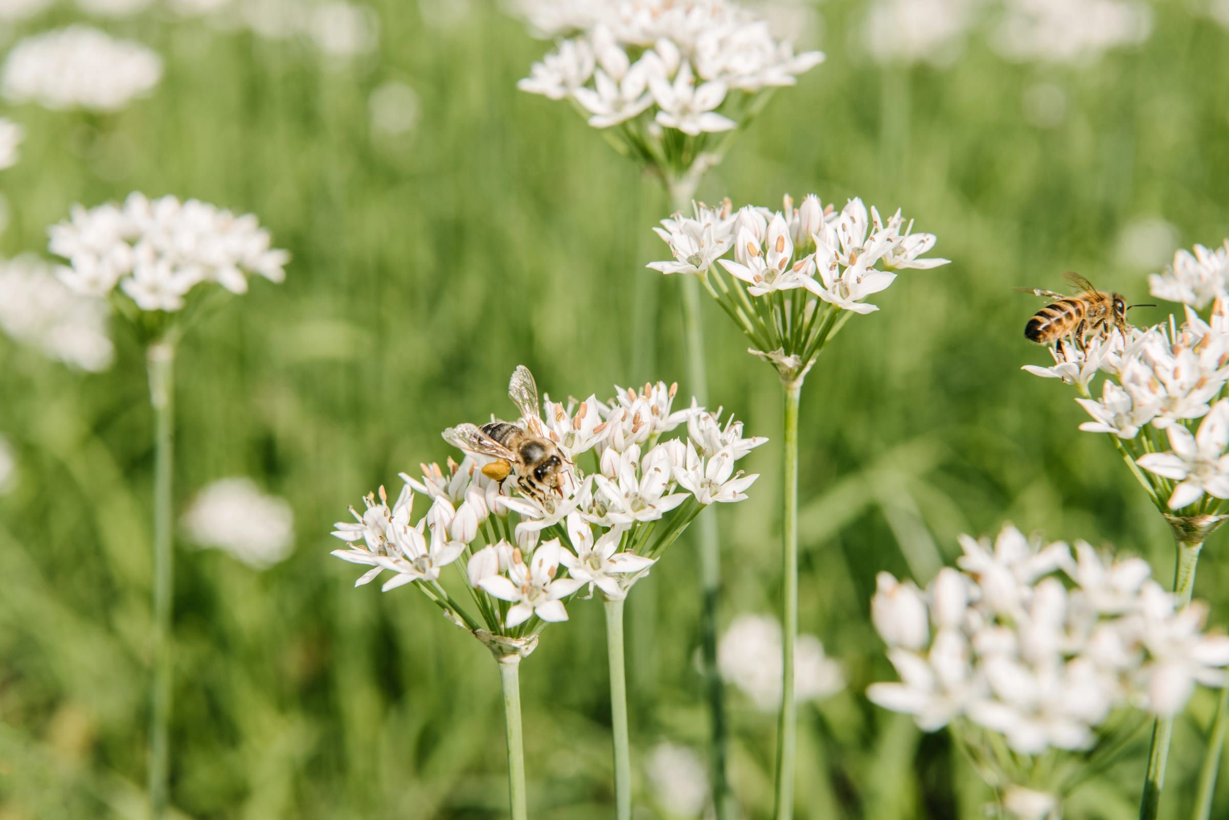 Abeilles butinant des fleurs blanches d'allium