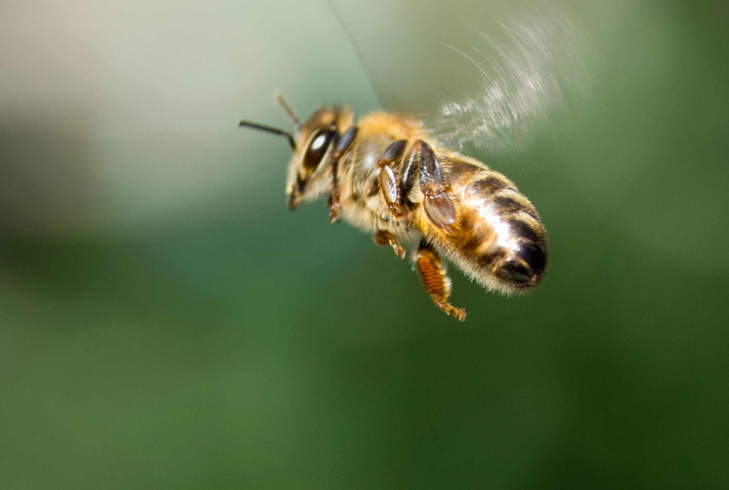 Abeille domestique en vol, pelotes de pollen aux pattes