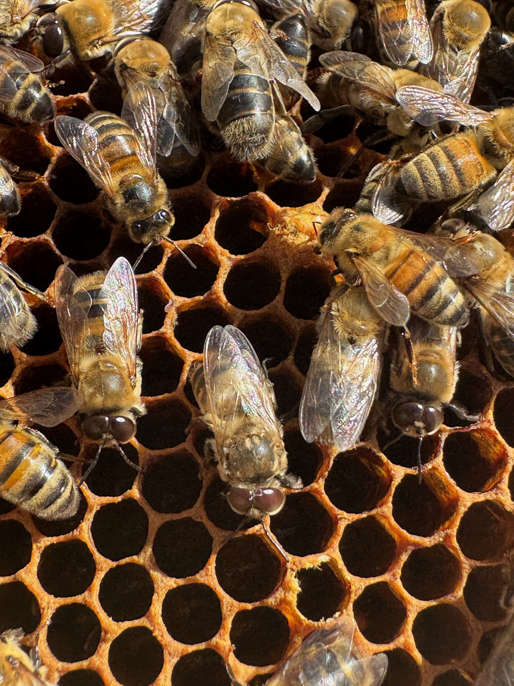 Abeilles en gros plan sur des alvéoles