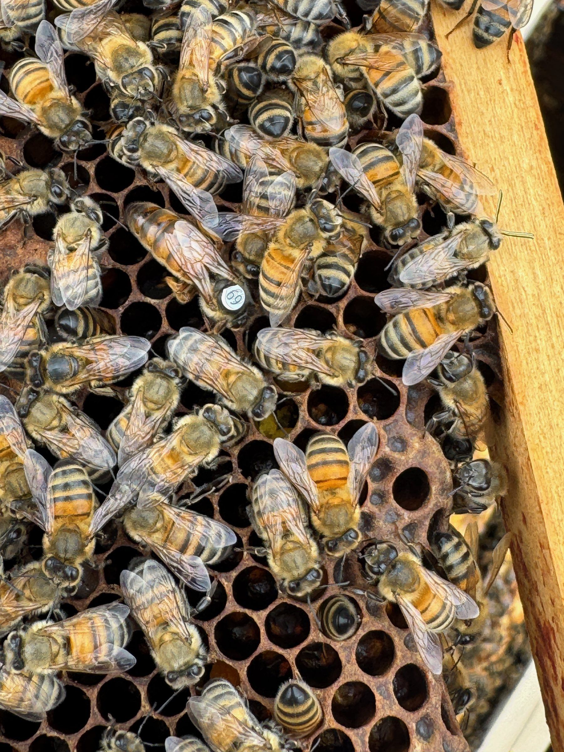 Abeilles sur un cadre de ruche en bois