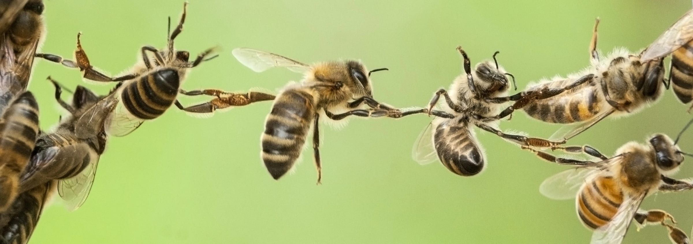 Abeilles accrochées les unes aux autres en chaîne de festonnage