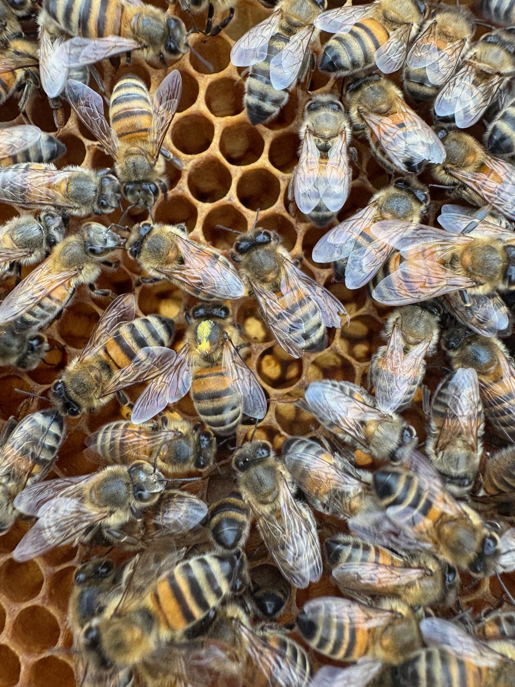 Abeilles ouvrières sur un rayon de couvain