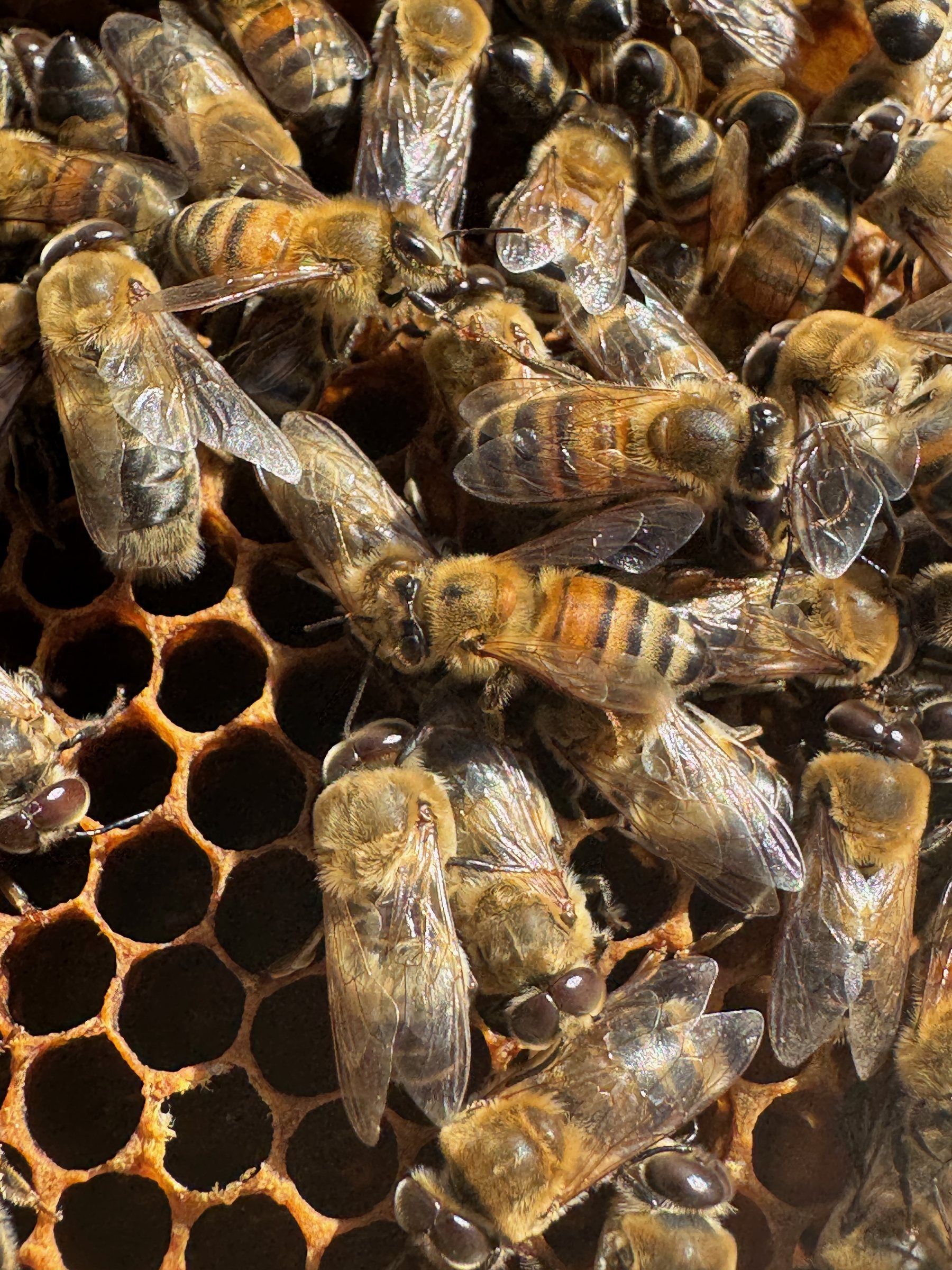 Abeilles ouvrières sur un rayon d'alvéoles