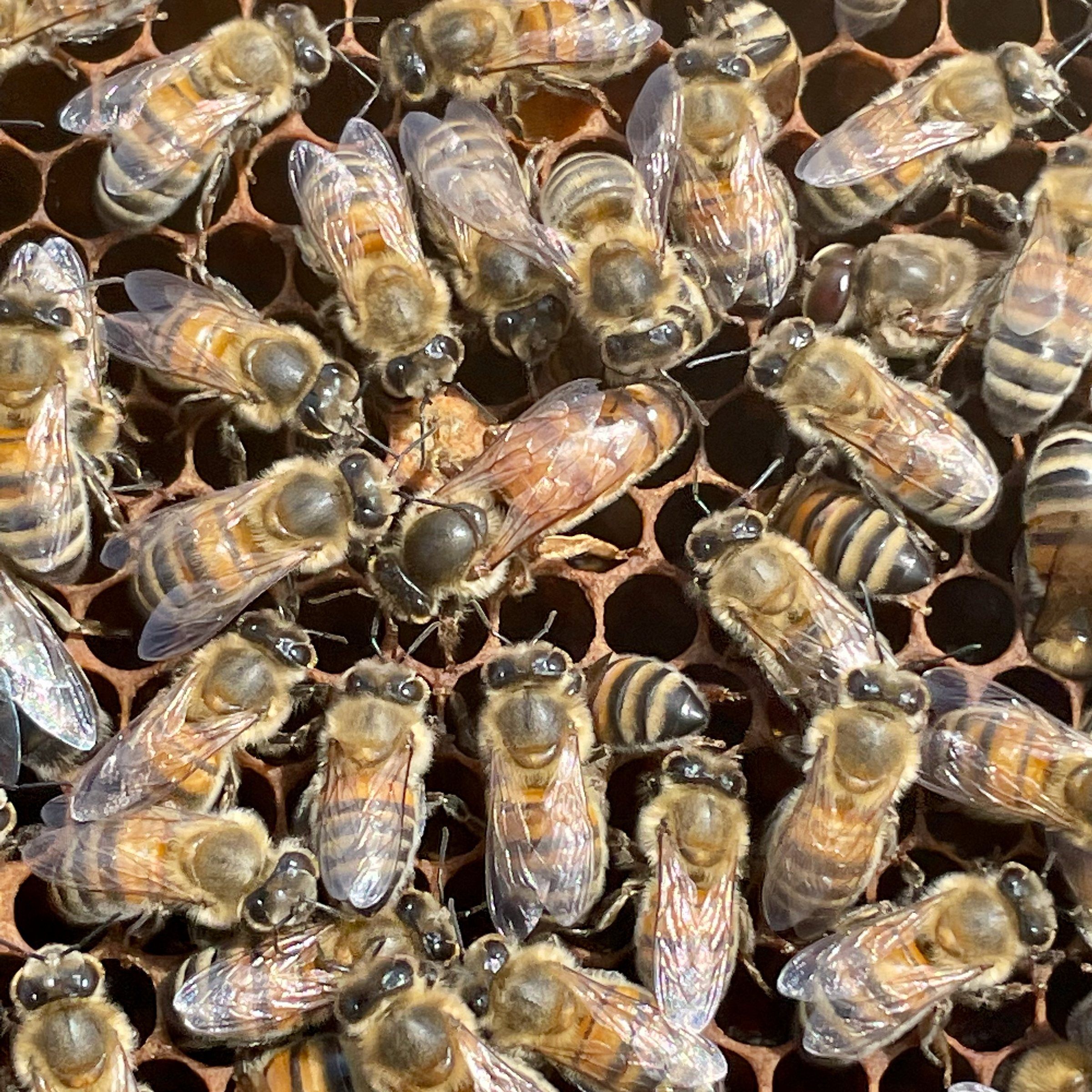 Abeilles sur un rayon de cire, en gros plan