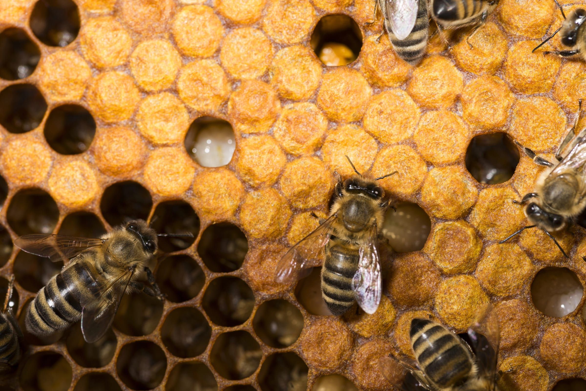 Abeilles sur un rayon de couvain operculé, où se reproduit le varroa