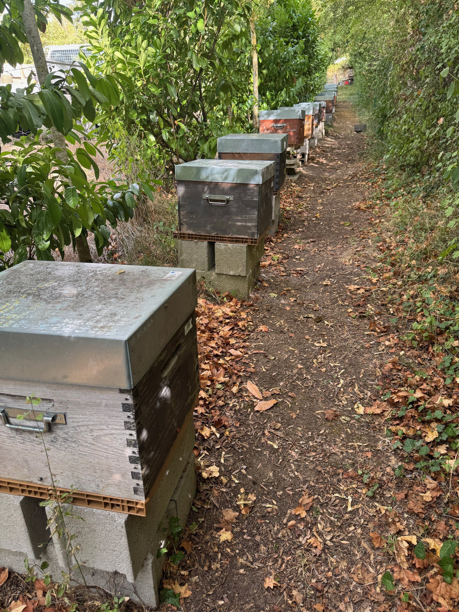 Allée de ruches en lisière de sous-bois
