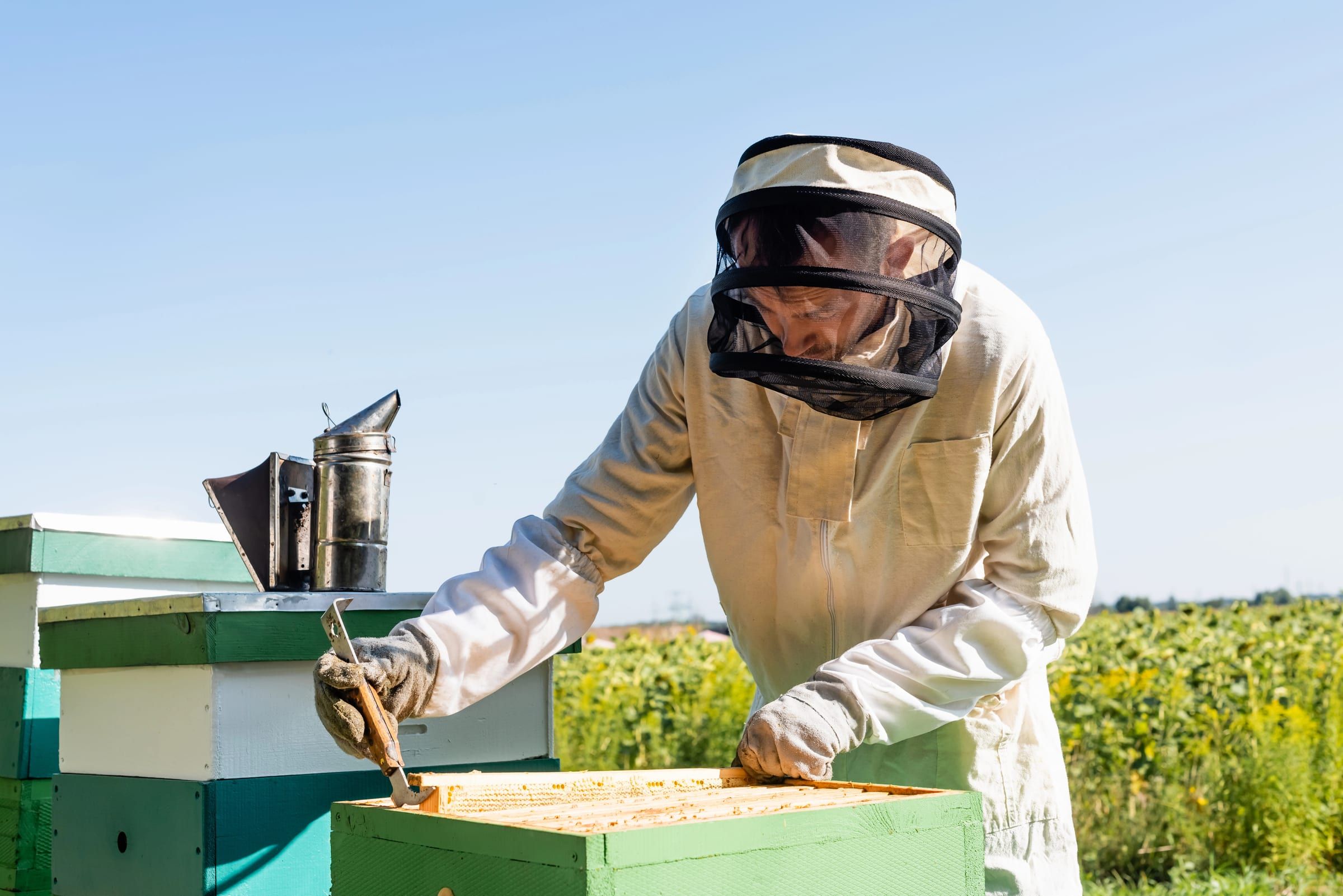Apiculteur avec son enfumoir ouvrant une ruche près d'un champ de tournesols