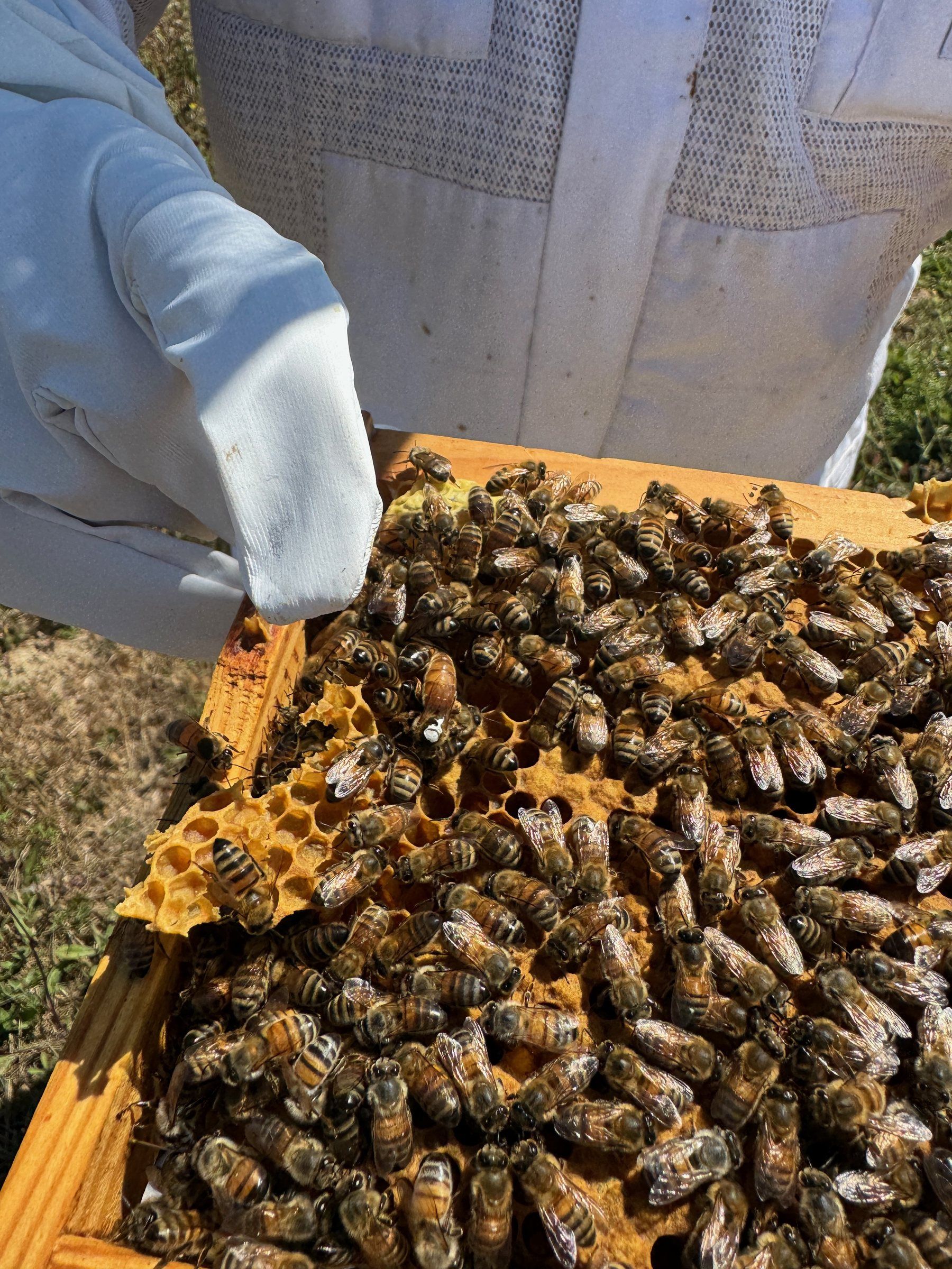 Apiculteur en tenue tenant un cadre couvert d'abeilles