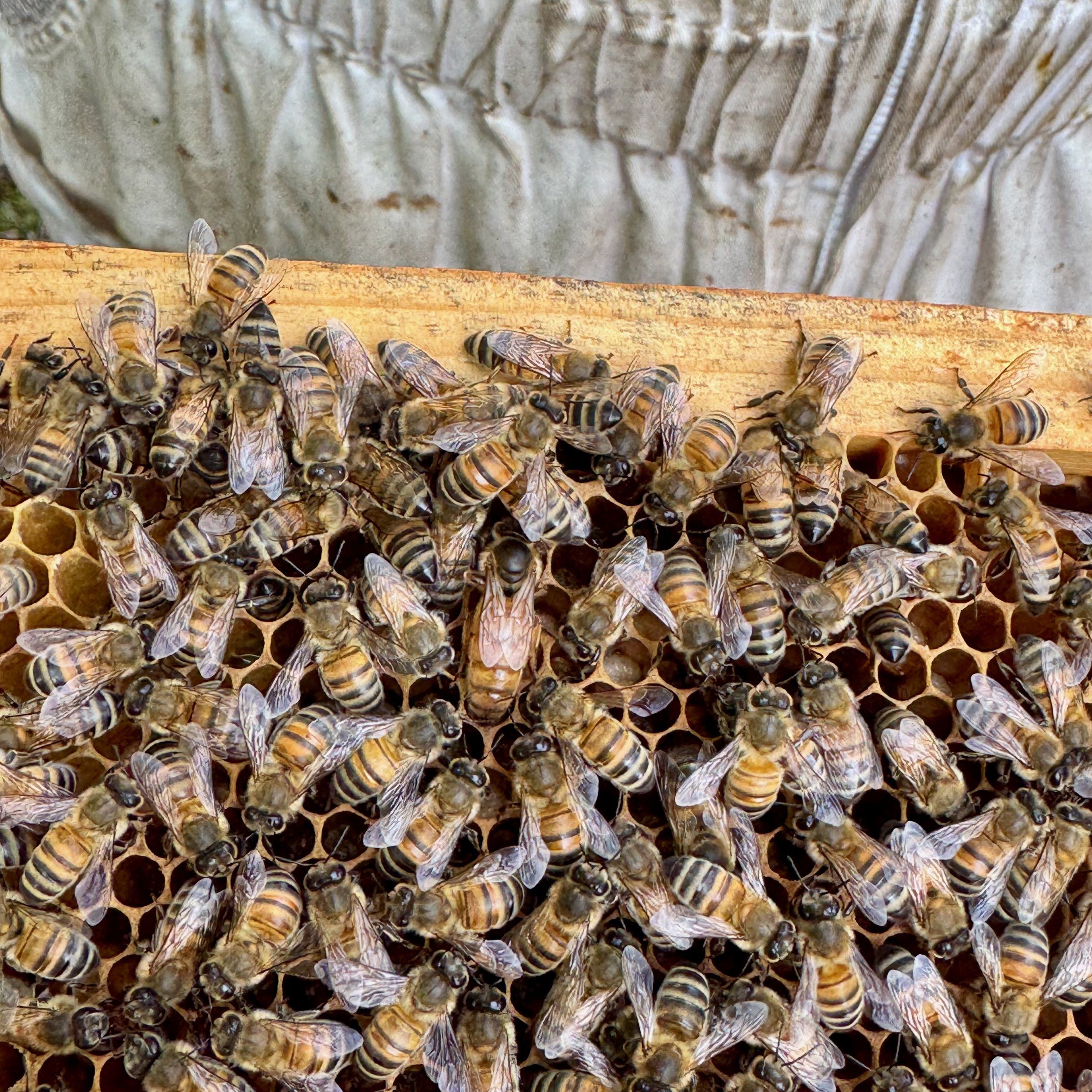 Cadre de ruche couvert d'abeilles tenu par l'apiculteur