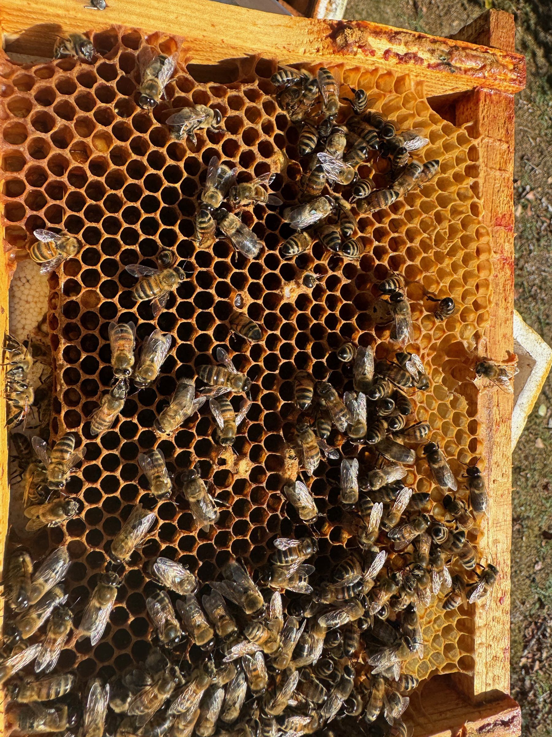 Cadre de cire bâtie couvert d'abeilles