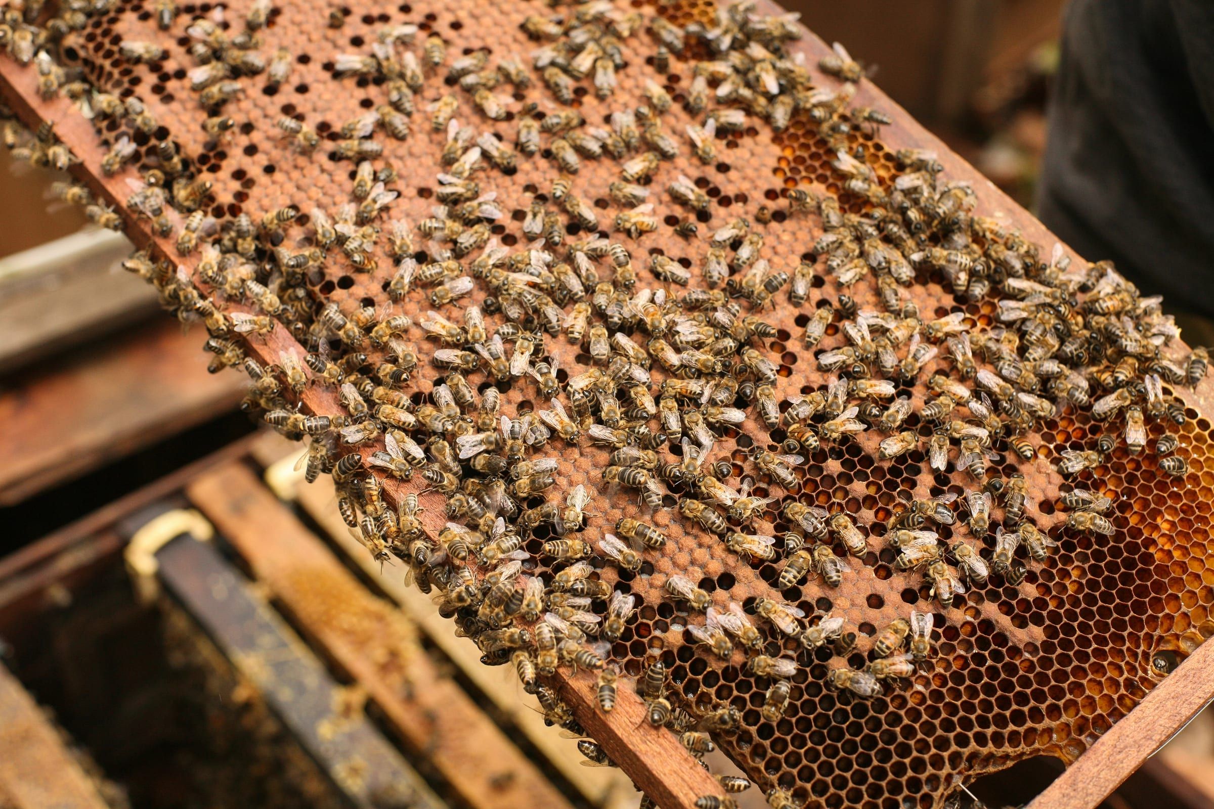 Cadre de couvain couvert d'abeilles sorti de la ruche