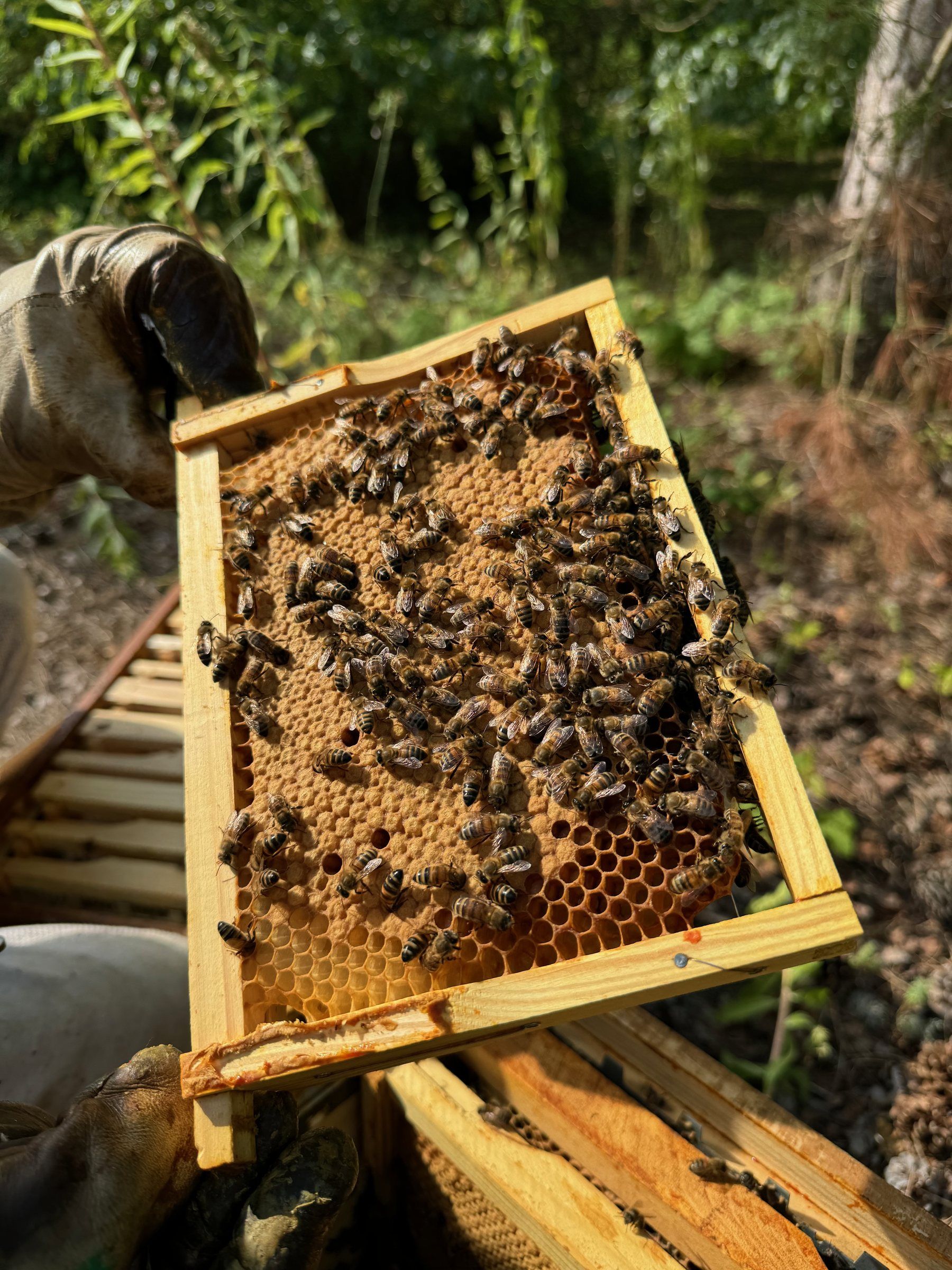 Cadre de ruche couvert d'abeilles dans un rucher en sous-bois