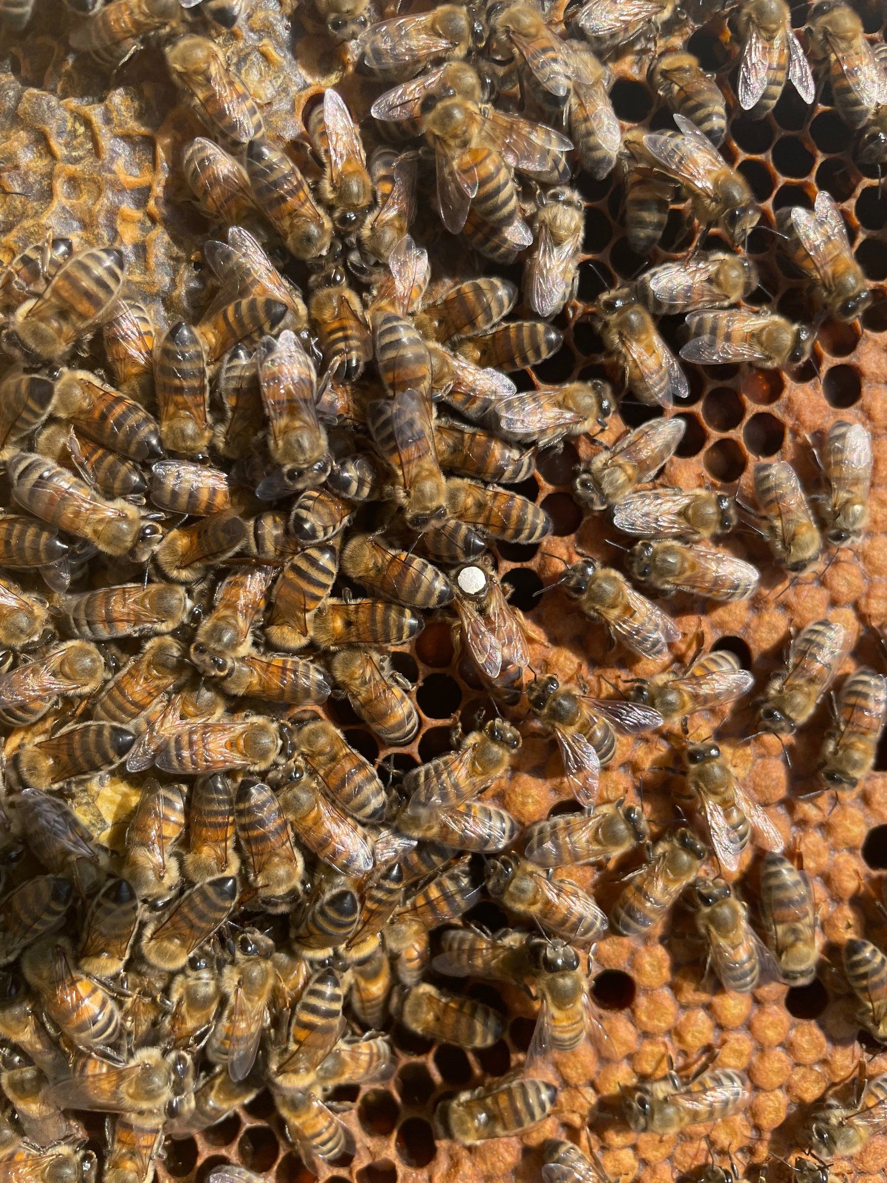 Couvain et abeilles sur un cadre de ruche