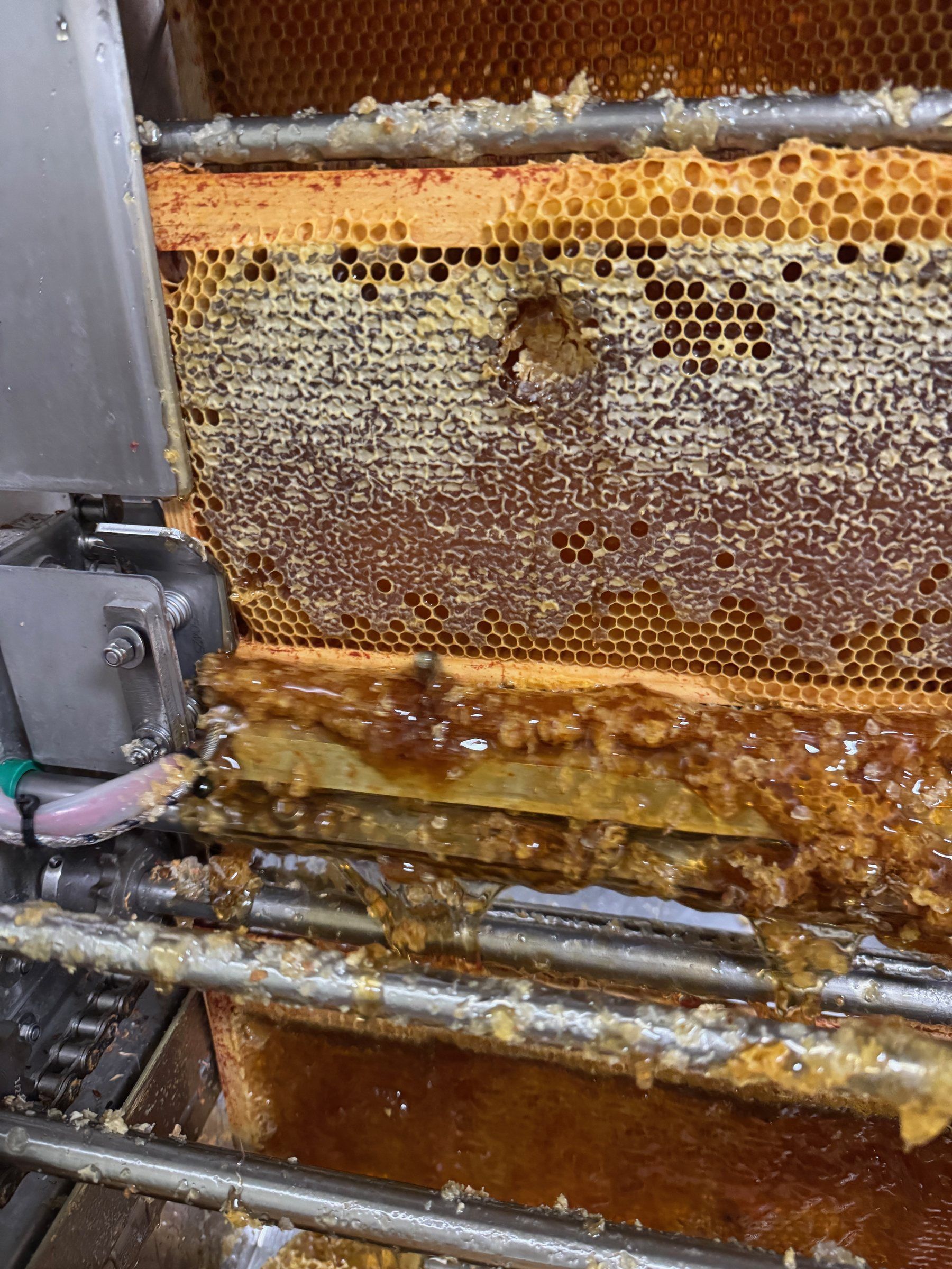 Désoperculation d'un cadre de miel avant l'extraction