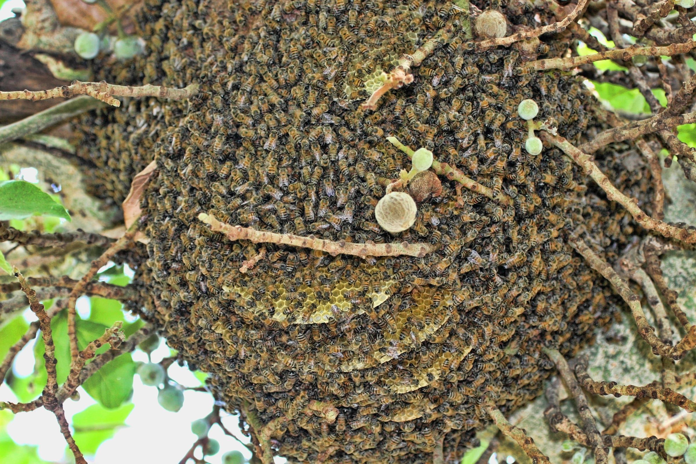 Essaim d'abeilles accroché dans un arbre