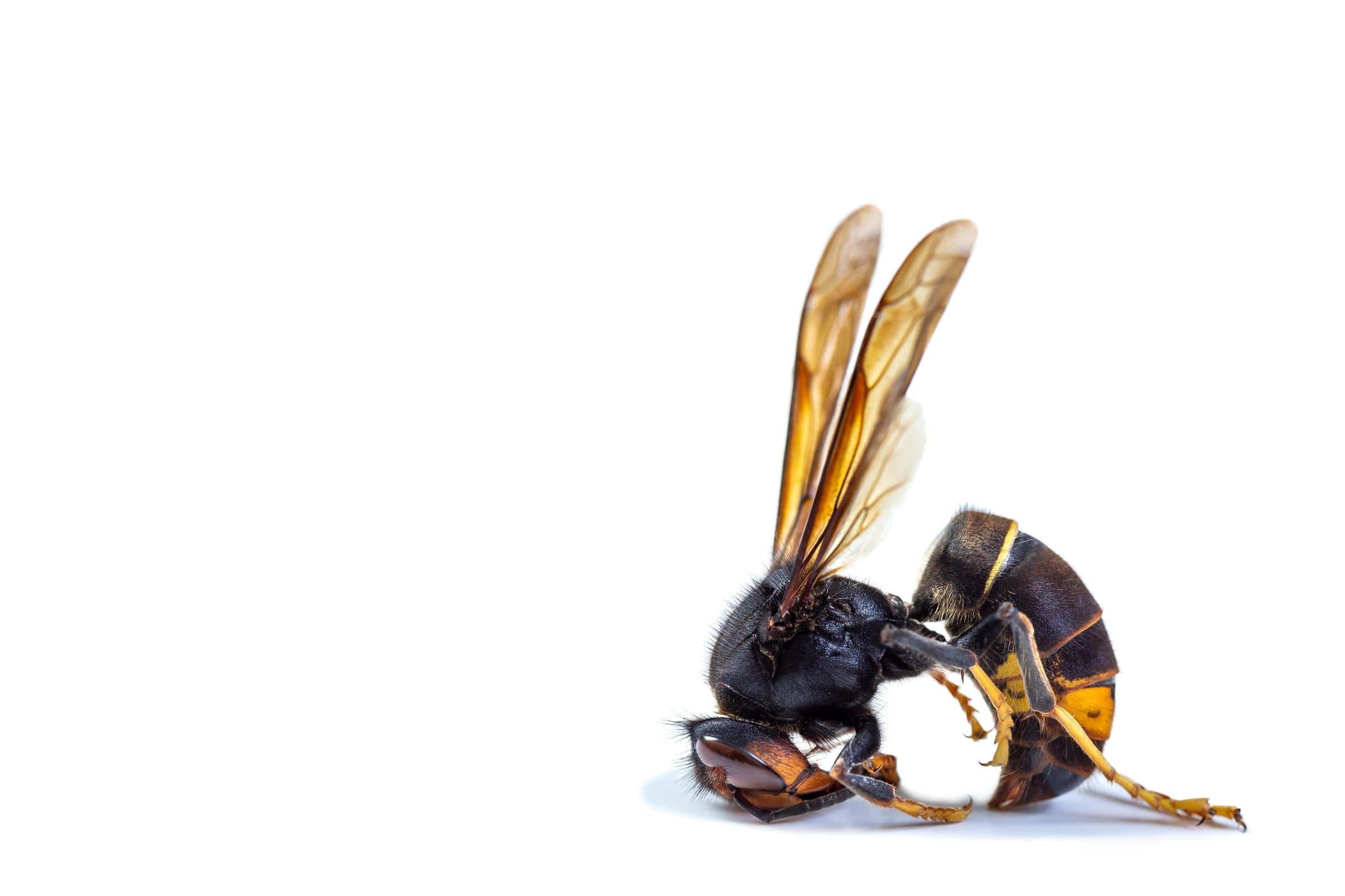 Frelon asiatique (Vespa velutina) aux pattes jaunes