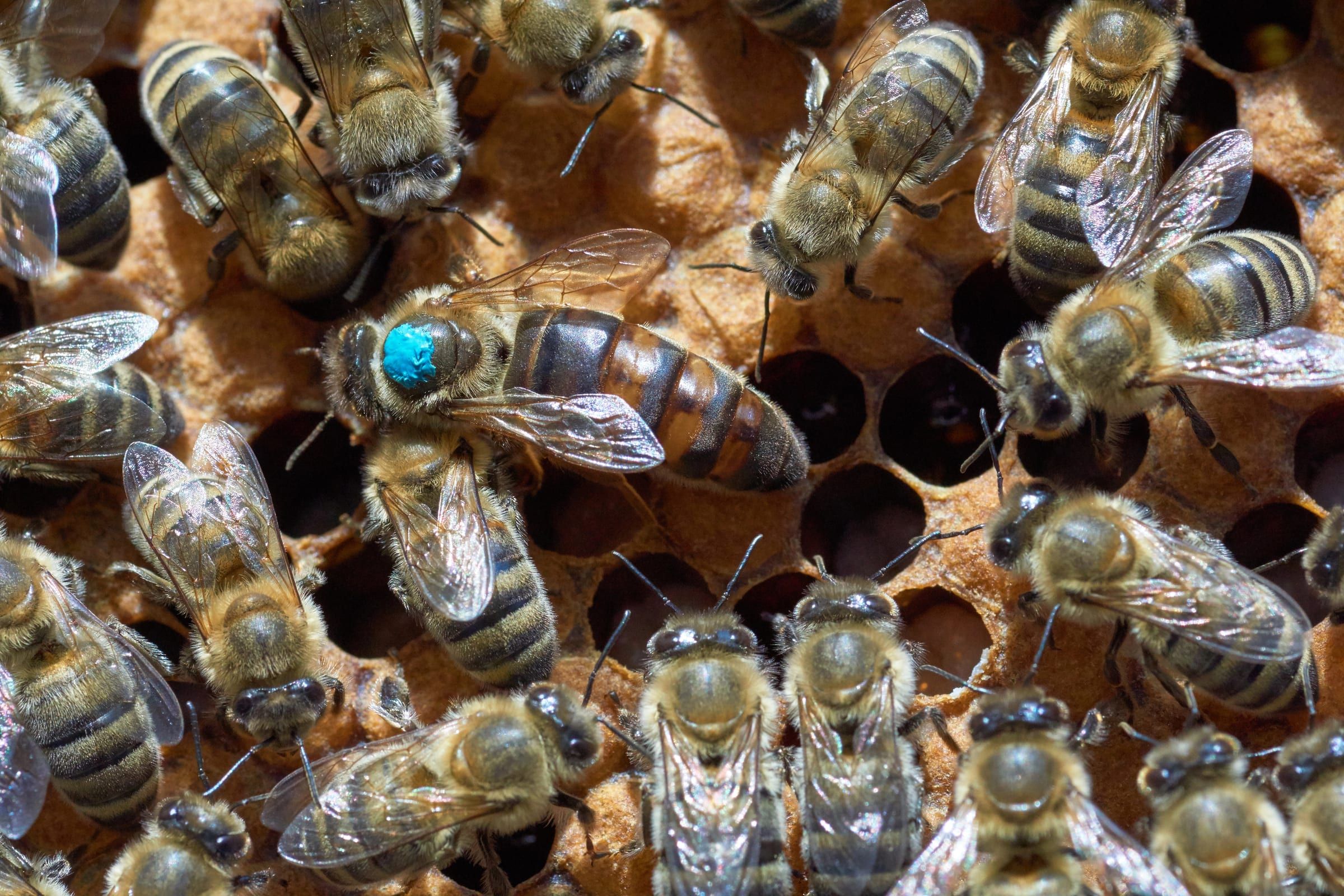 Reine marquée d'une pastille bleue au milieu des ouvrières