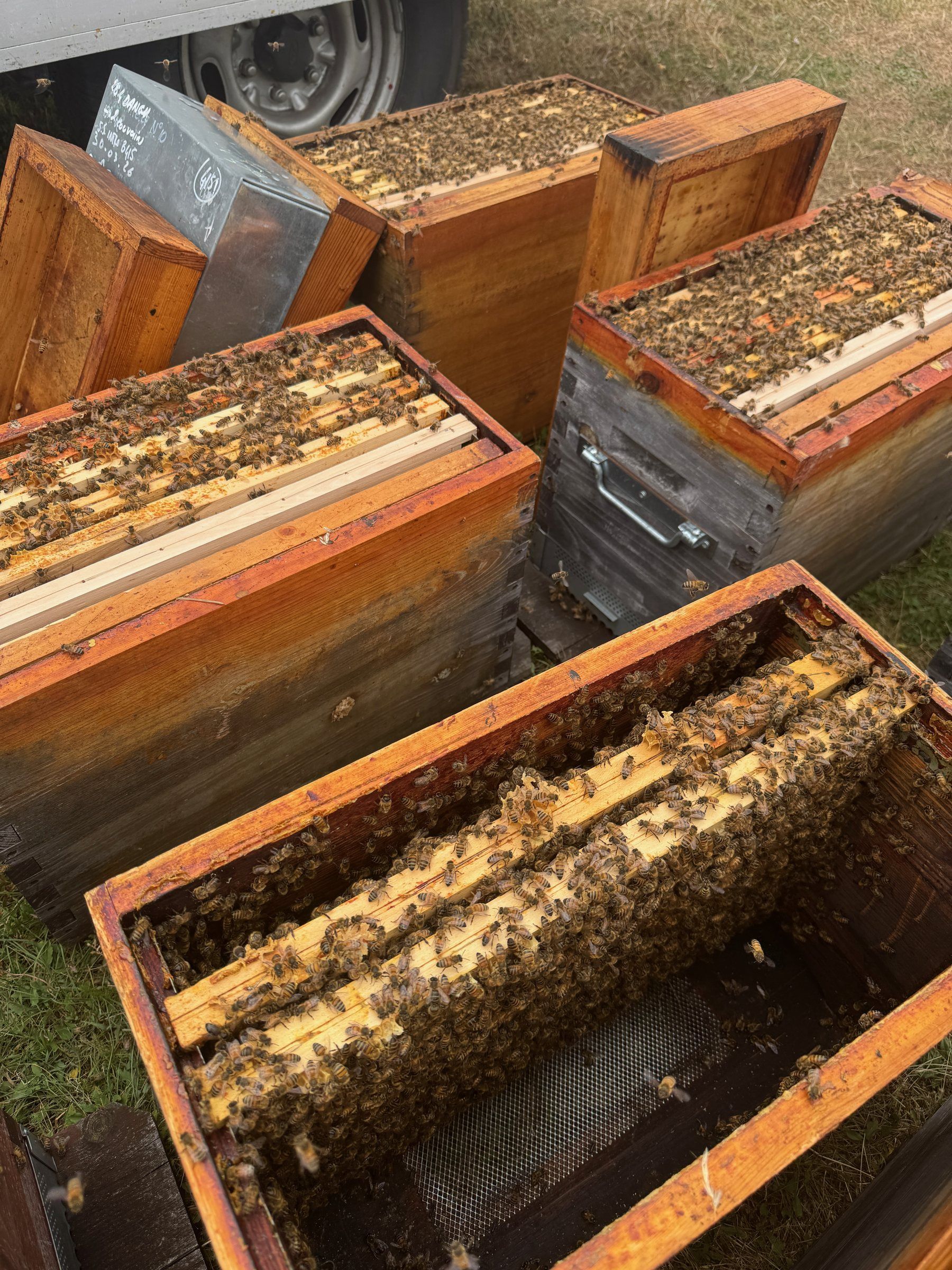Corps de ruche Dadant ouvert, cadres couverts d'abeilles