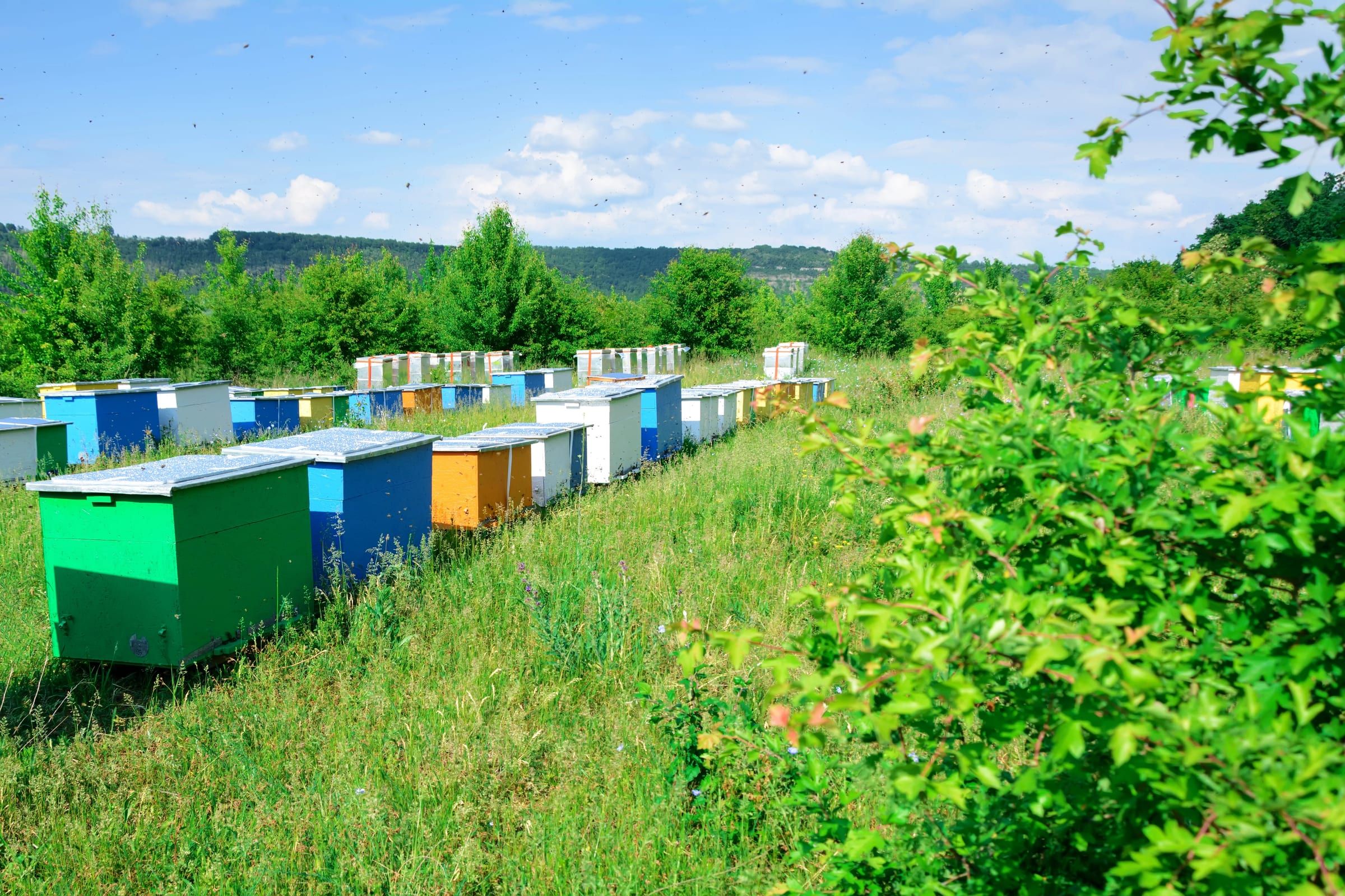 Rucher de ruches colorées alignées dans la campagne