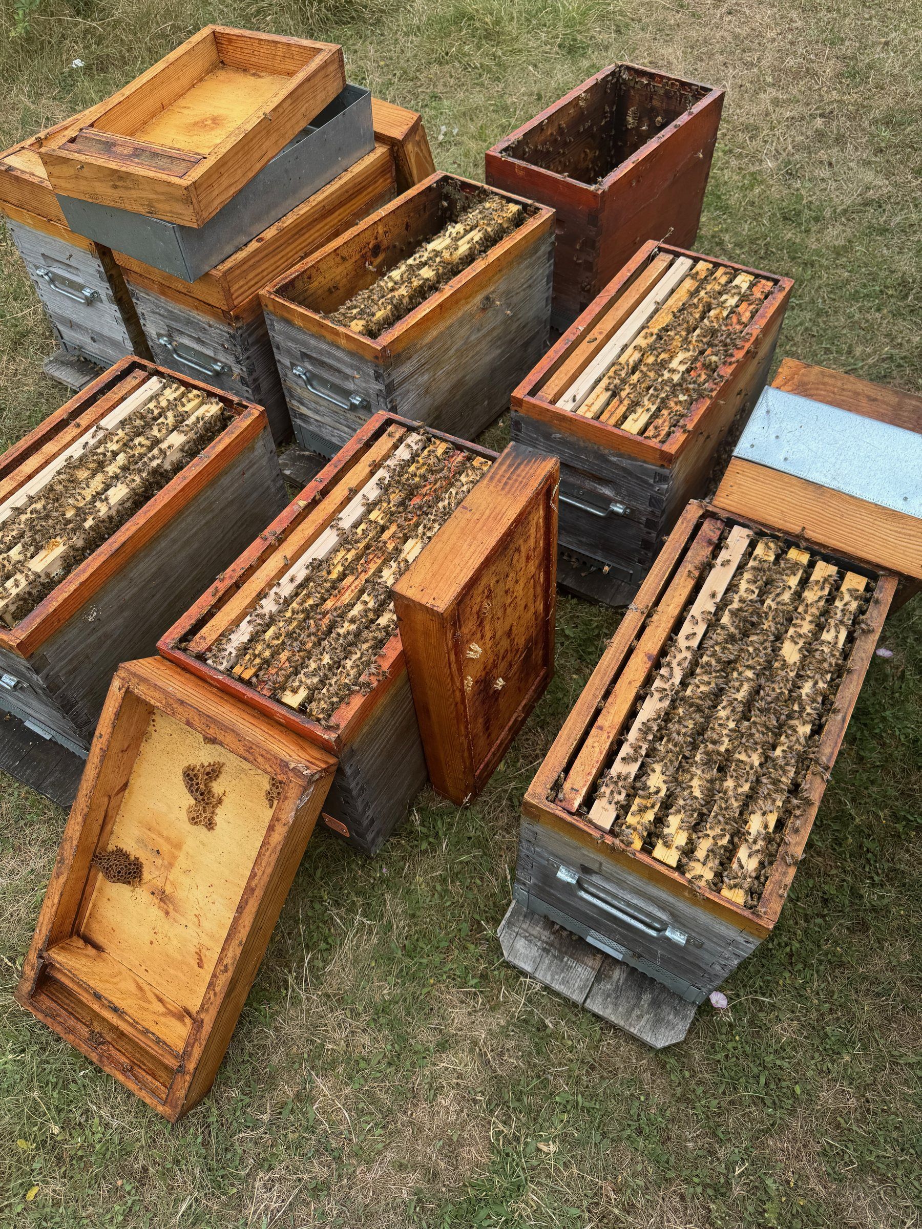 Ruches Dadant ouvertes au rucher, cadres couverts d'abeilles