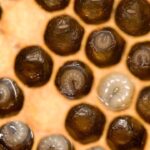 Histoire de l’apiculture : les moments clés qui ont façonné cette pratique ancestrale