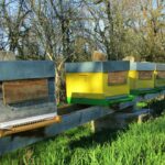 Les caractéristiques de la ruche Dadant : Pourquoi la choisir pour votre projet apicole ?