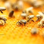 Comparaison des ruches : découvrez les meilleures options pour une apiculture réussie