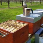 La ruche Warré dévoilée : Avantages, inconvénients et techniques d’utilisation